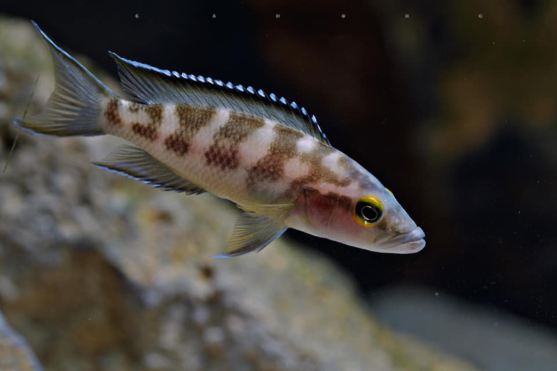 Neolamprologus buescheri 'Isanga Bay'